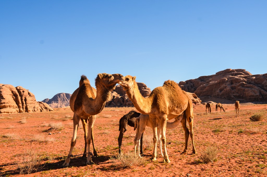 Chasing camels in Wadi&nbsp;Rum
