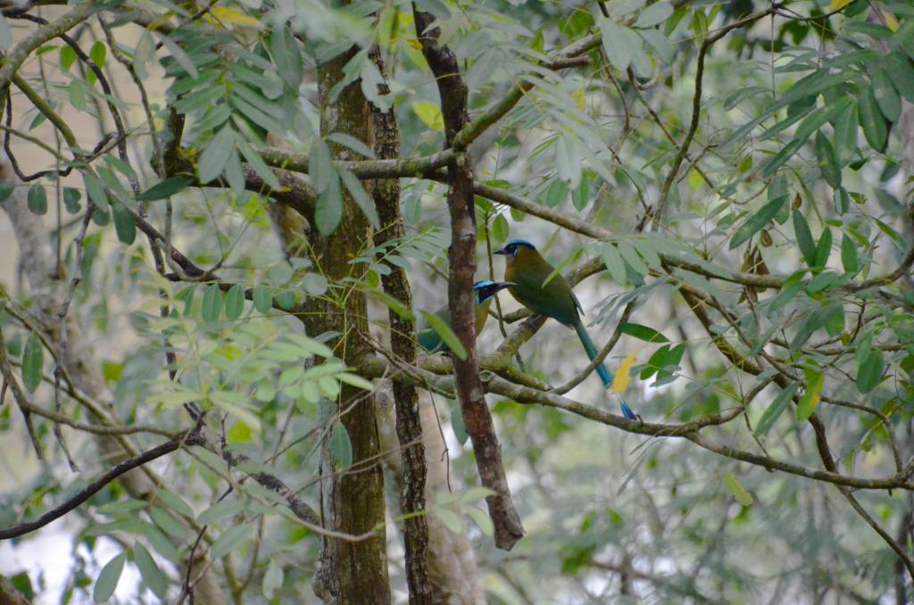 Life in the&nbsp;Canopy