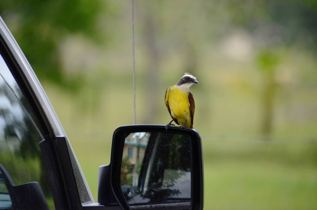 Taking the scenic route from San Ignacio to Dangriga in Belize.