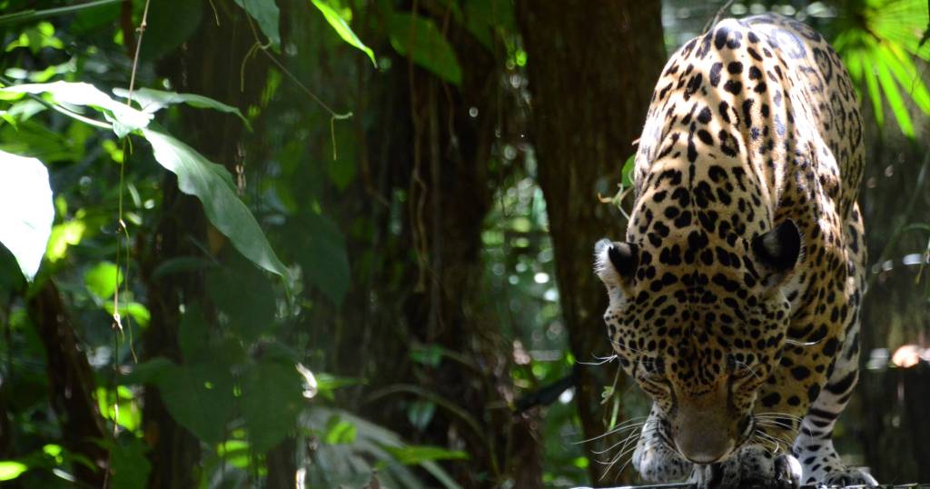 The Wild Things of&nbsp;Belize